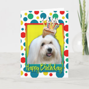 Birthday Cupcake - Tulear Coton Kaart