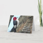 Birthday for Grandson, Red-kopige Woodpecker Kaart<br><div class="desc">Grappig verjaardagskaart (BIRDday) voor een kleinzoon. Op de cover staat een rode Woodpecker. Kunst,  afbeelding en vers copyright © Shoaff Ballanger Studios.</div>