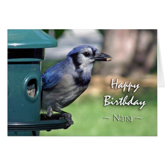 Birthday for Nana Blue Jay on Bird Feeder (Voorkant Horizontaal)