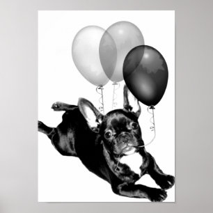 Birthday French Bulldog poster