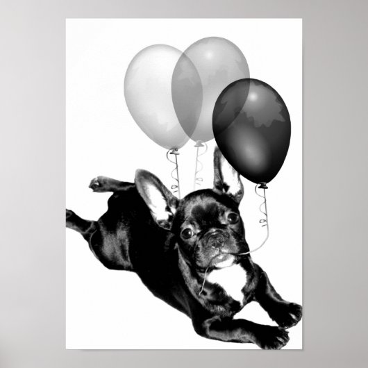 Birthday French Bulldog poster (Voorkant)