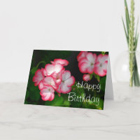Birthday Geraniums