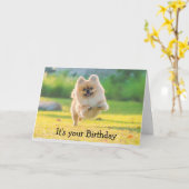 Birthday Happy Fun Pomeranian Dog Kaart (Gele Bloem)