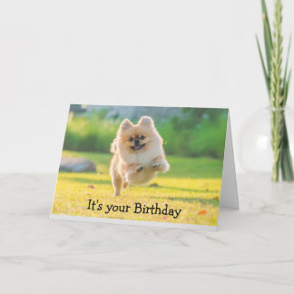 Birthday Happy Fun Pomeranian Dog Kaart