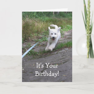 Birthday Humor met Cute Running Goldendole Pup Kaart
