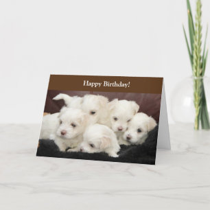 Birthday-kaart met foto van Maltese Puppies Kaart