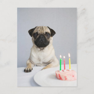 Birthday Pug Briefkaart