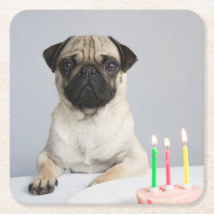 Birthday Pug Kartonnen Onderzetters