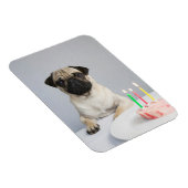 Birthday Pug Magneet (Rechterzijde)