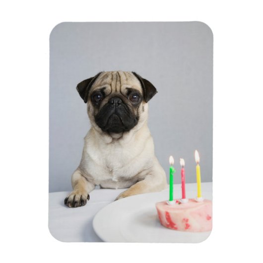 Birthday Pug Magneet (Verticaal)