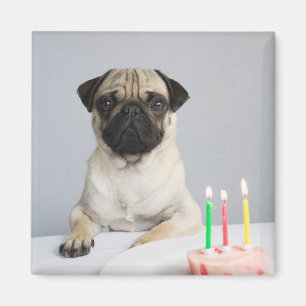Birthday Pug Magneet