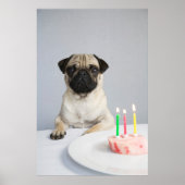 Birthday Pug Poster (Voorkant)