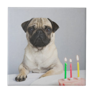 Birthday Pug Tegeltje