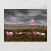 Birthday schaap briefkaart (Voorkant)