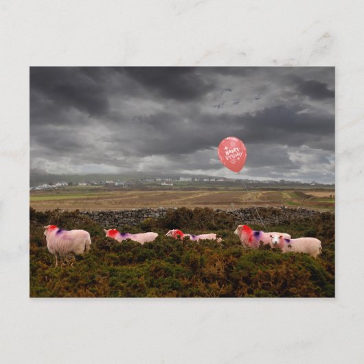 Birthday schaap briefkaart (Voorkant)