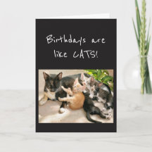 Birthdays is als Cat Animal Humor