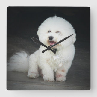 Bischon Frise Wall klok