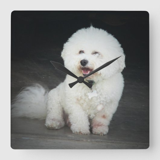 Bischon Frise Wall klok (Voorkant)