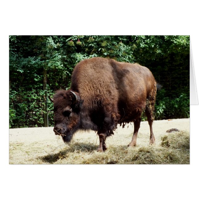 Bison (Voorkant Horizontaal)