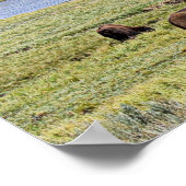 Bison Along Yellowstone River in de Hayden Valley Poster (Hoek)