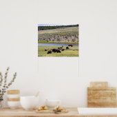 Bison Along Yellowstone River in de Hayden Valley Poster (Keuken)