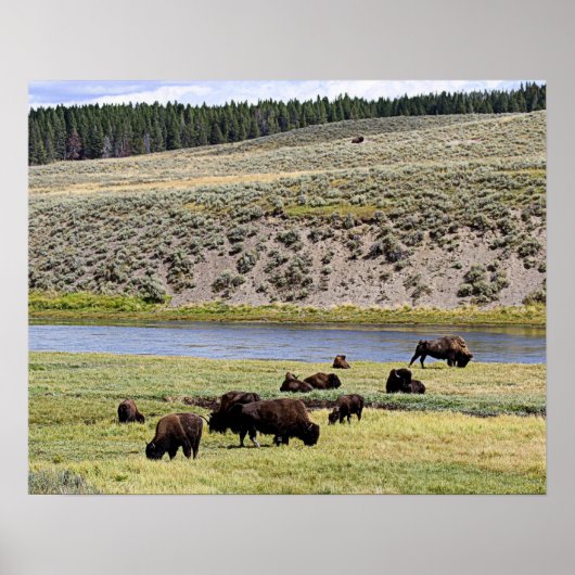 Bison Along Yellowstone River in de Hayden Valley Poster (Voorkant)