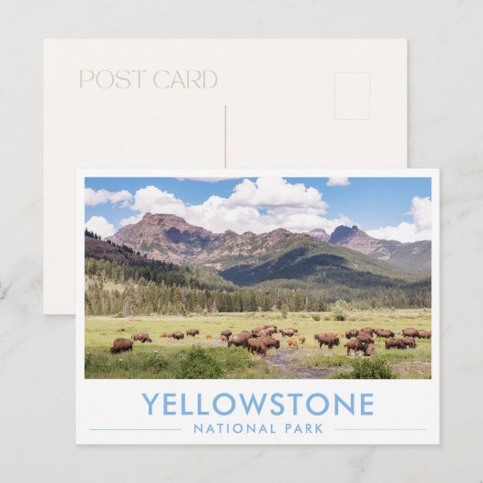 Bison at Yellowstone National Park Summer Mountain Briefkaart (Voorkant / Achterkant)