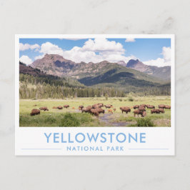 Bison at Yellowstone National Park Summer Mountain Briefkaart