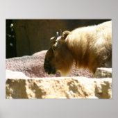 Bison at zoo poster (Voorkant)