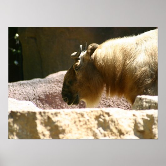 Bison at zoo poster (Voorkant)