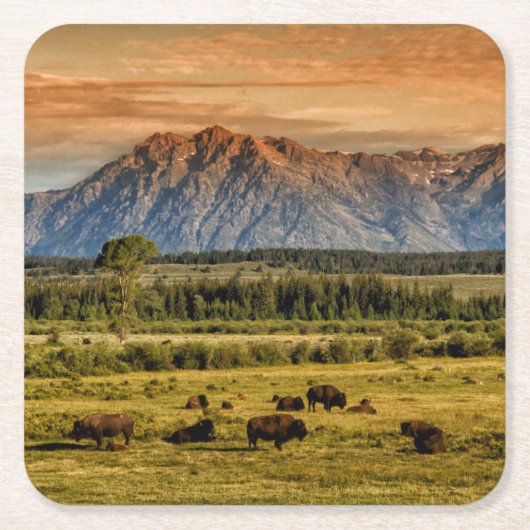 Bison bij Sunrise Kartonnen Onderzetters (Voorkant)