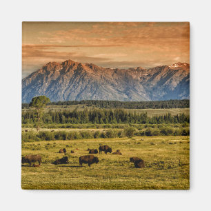 Bison bij Sunrise Magneet