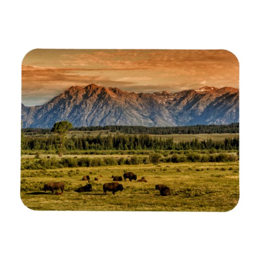Bison bij Sunrise Magneet (Horizontaal)