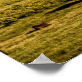 Bison bij Sunrise Poster (Hoek)