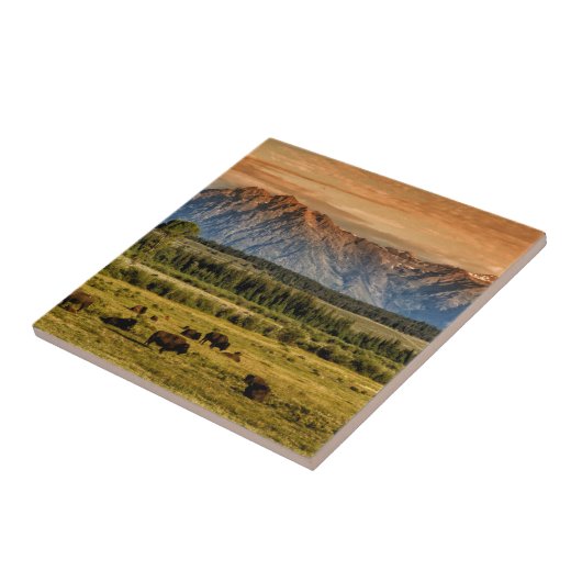 Bison bij Sunrise Tegeltje (Zijkant)