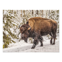Bison (Bison bison) - Buffalo - sneeuw - geelsteen