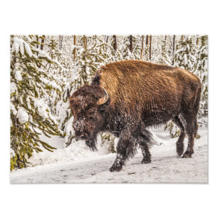 Bison (Bison bison) - Buffalo - sneeuw - geelsteen Foto Afdruk