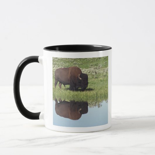 Bison (Bison Bison) op Grassy Meadow Mok (Links)