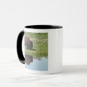 Bison (Bison Bison) op Grassy Meadow Mok (Voorkant links)
