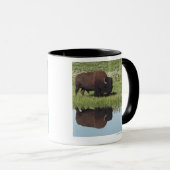 Bison (Bison Bison) op Grassy Meadow Mok (Voorkant rechts)