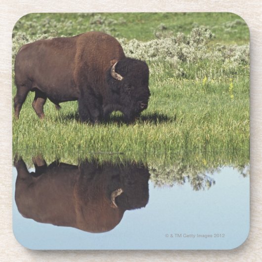 Bison (Bison Bison) op Grassy Meadow Onderzetter (Voorkant)