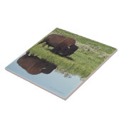 Bison (Bison Bison) op Grassy Meadow Tegeltje (Zijkant)