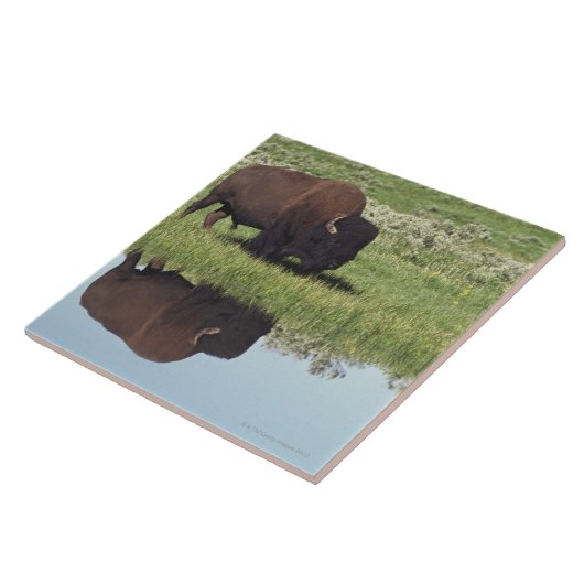 Bison (Bison Bison) op Grassy Meadow Tegeltje (Zijkant)