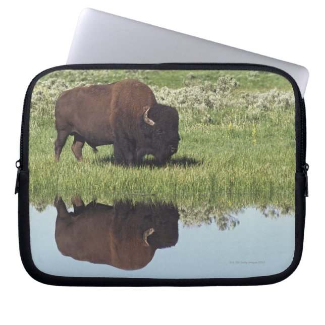 Bison (Bison Bison) op grijze weide Laptop Sleeve (Voorkant)