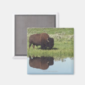 Bison (Bison Bison) op grijze weide Magneet (Voorkant / Achterkant)