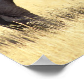 Bison, Bison bison, stier in Yellowstone National Poster (Hoek)