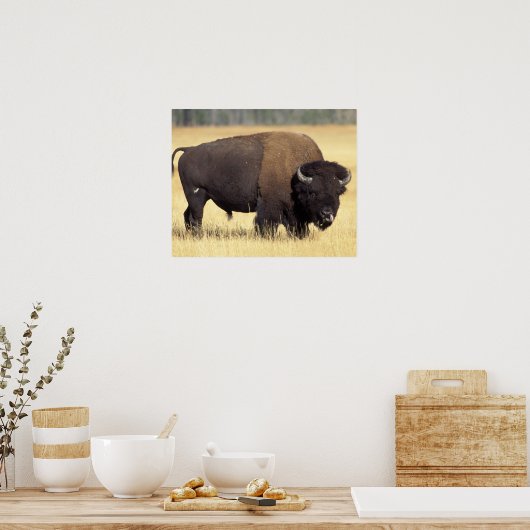 Bison, Bison bison, stier in Yellowstone National Poster (Keuken)