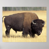 Bison, Bison bison, stier in Yellowstone National Poster (Voorkant)