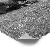 Bison Black White Cabin Farmhouse Style Modern Poster (Hoek)