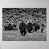 Bison Black White Cabin Farmhouse Style Modern Poster (Voorkant)